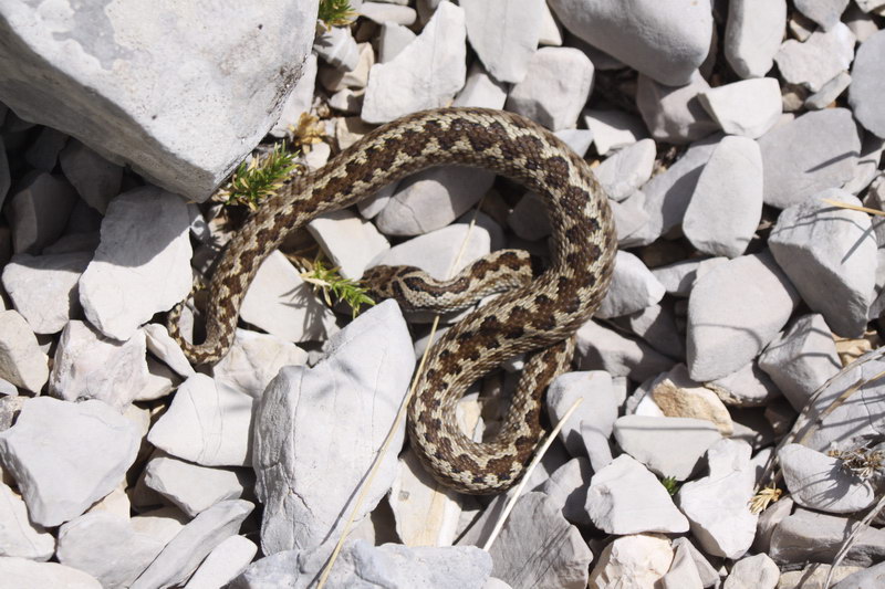 in alta quota nei miei Sibillini